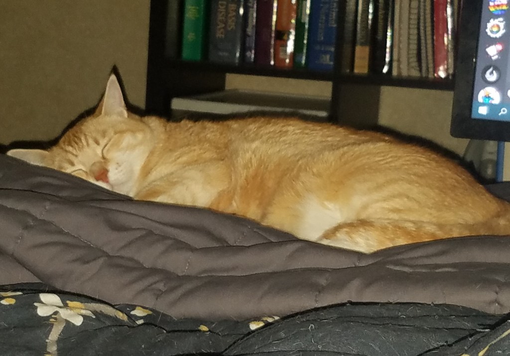 Chell enjoys a good snooze while everyone else is hard at work.