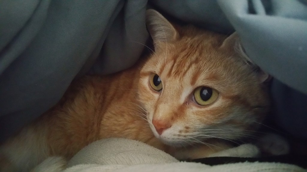 Chell enjoys lounging under the covers.