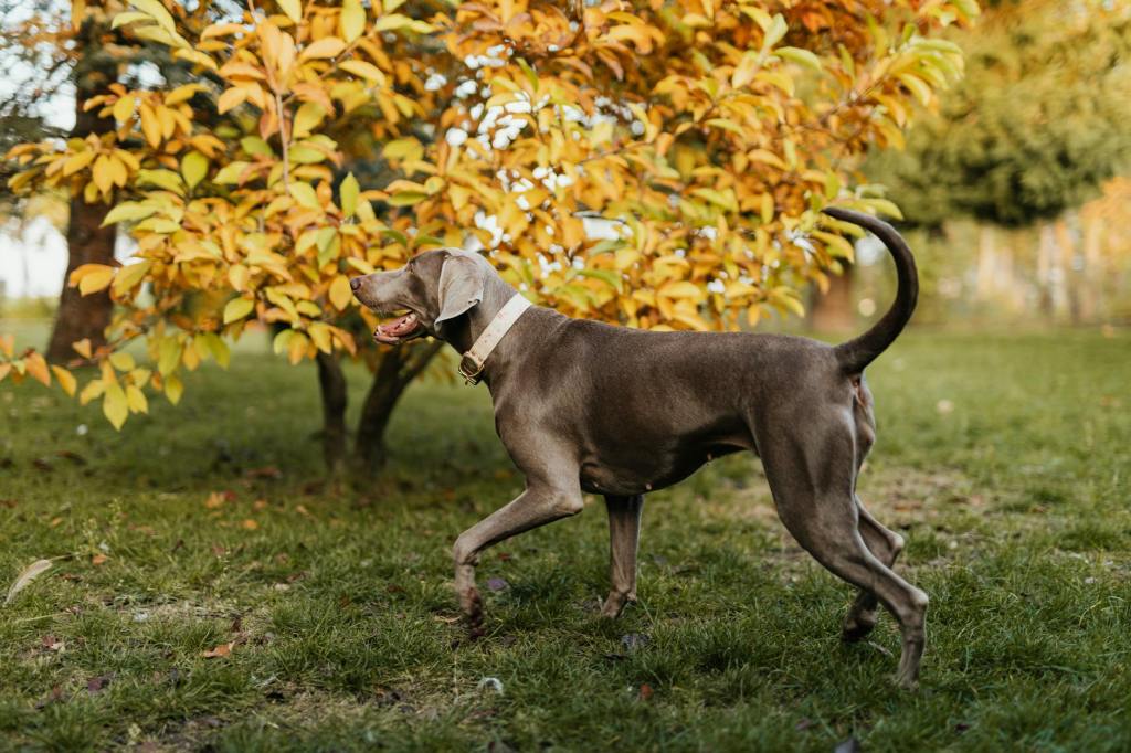 Fall Photo Ops With Your Pet in Metro&nbsp;Detroit