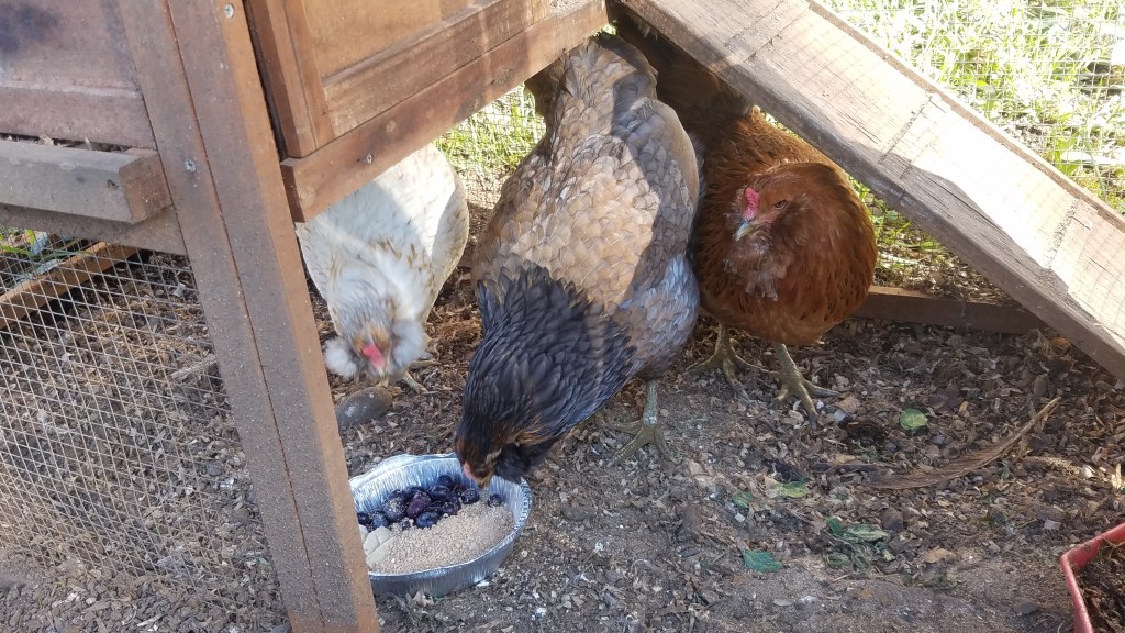 A flock of backyard chickens
