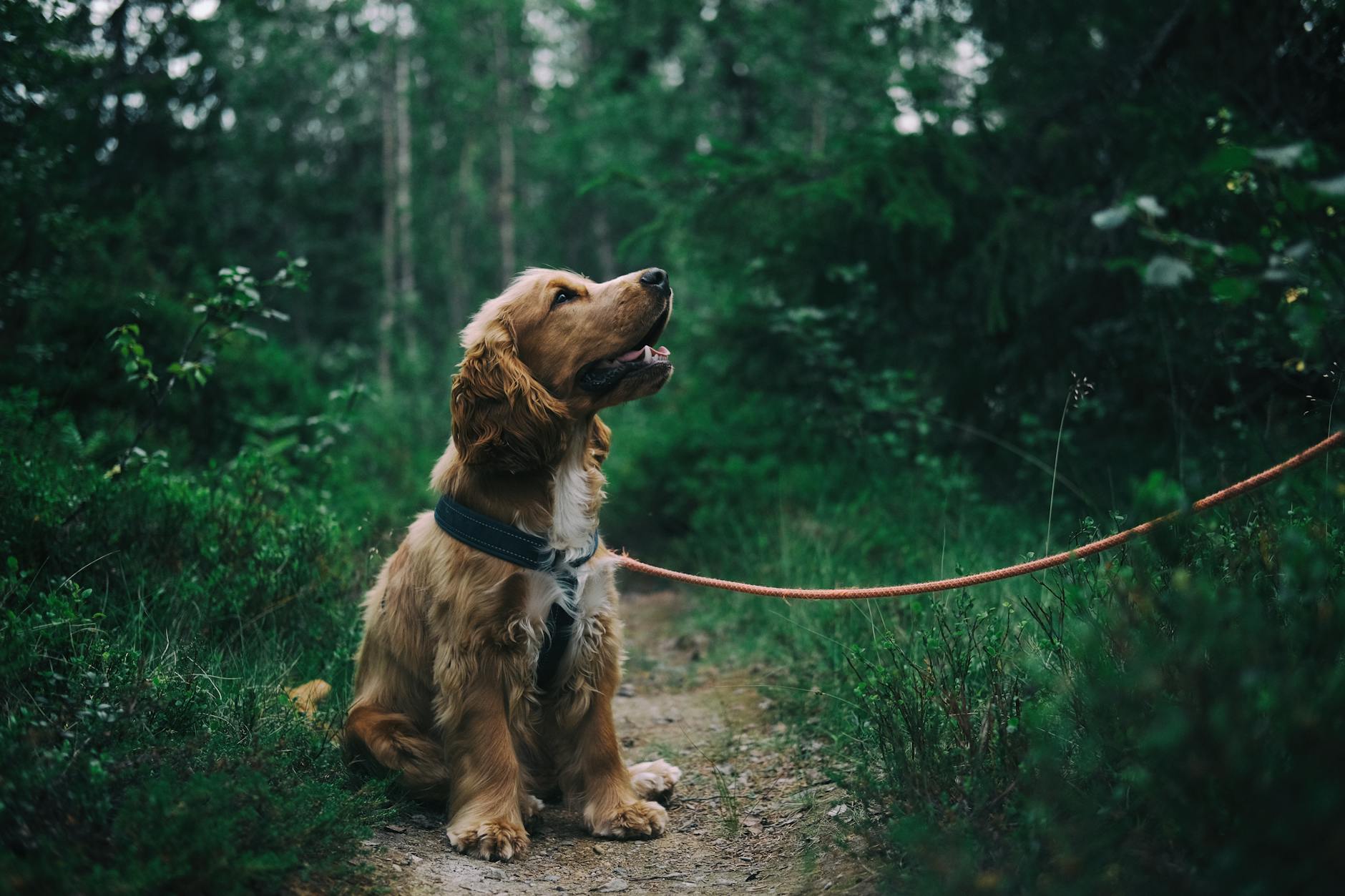 A Cocker Spaniel enjoys a nature walk