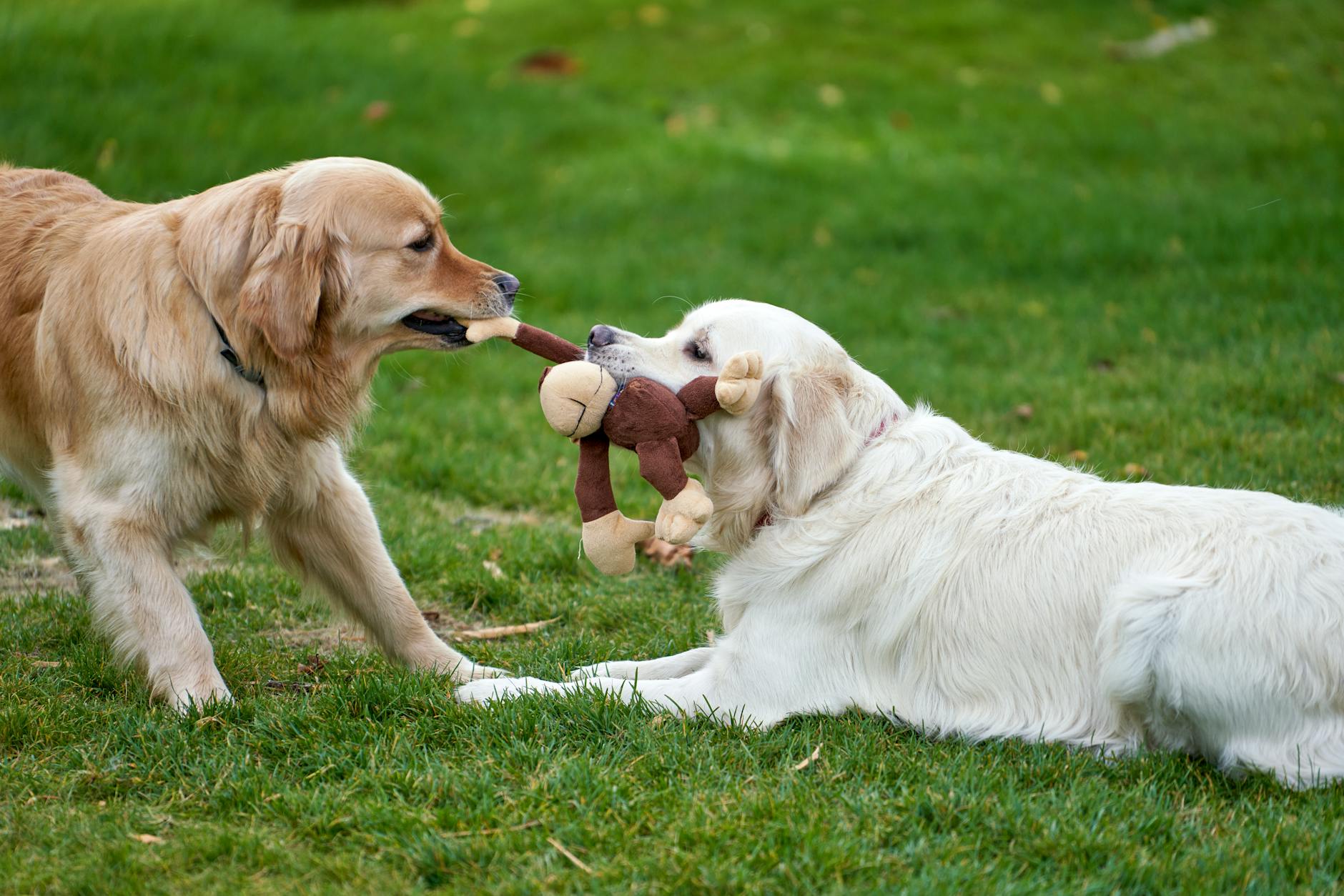 Two Golden Retrievers playing