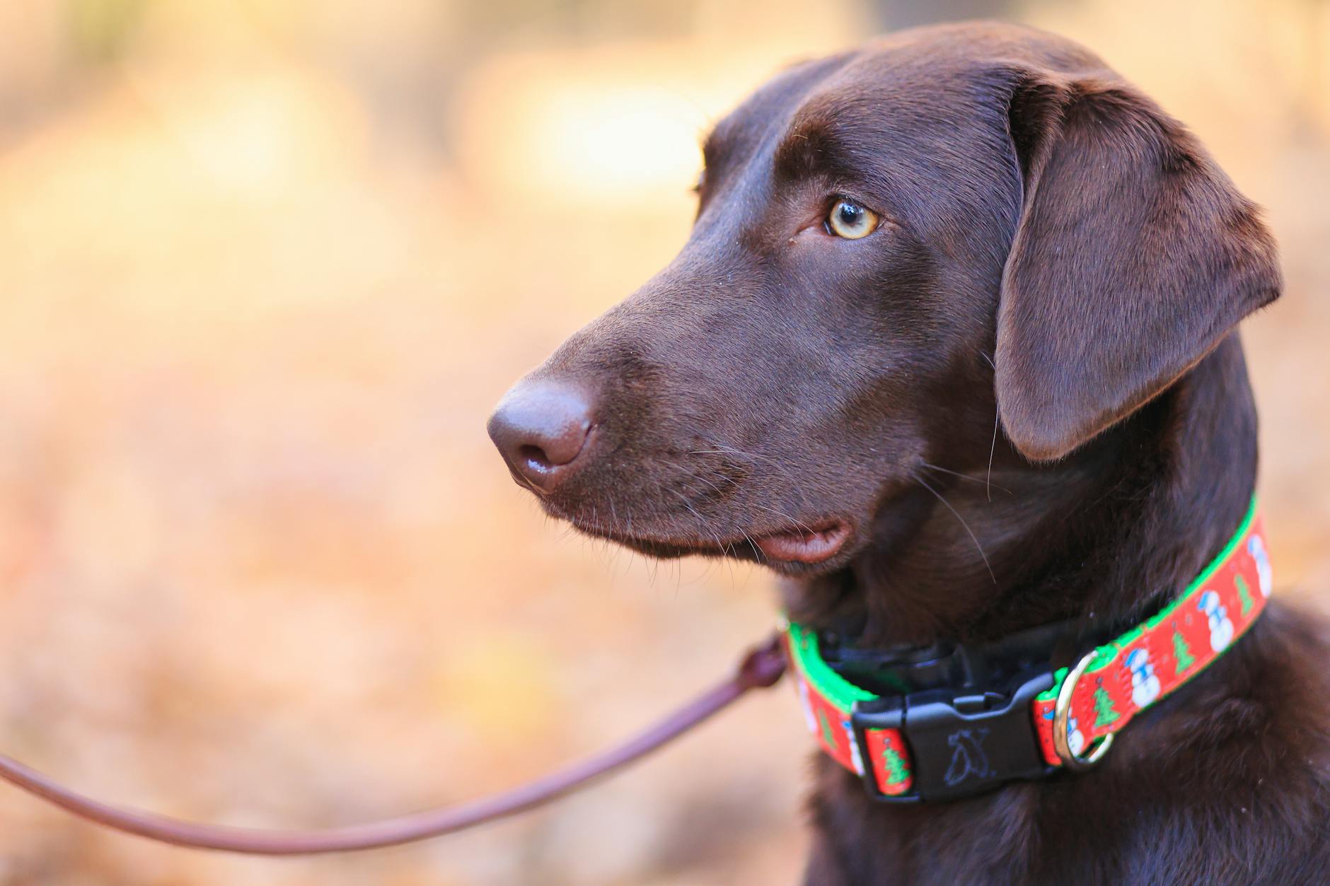 A Labrador Retriever with a leash and collar