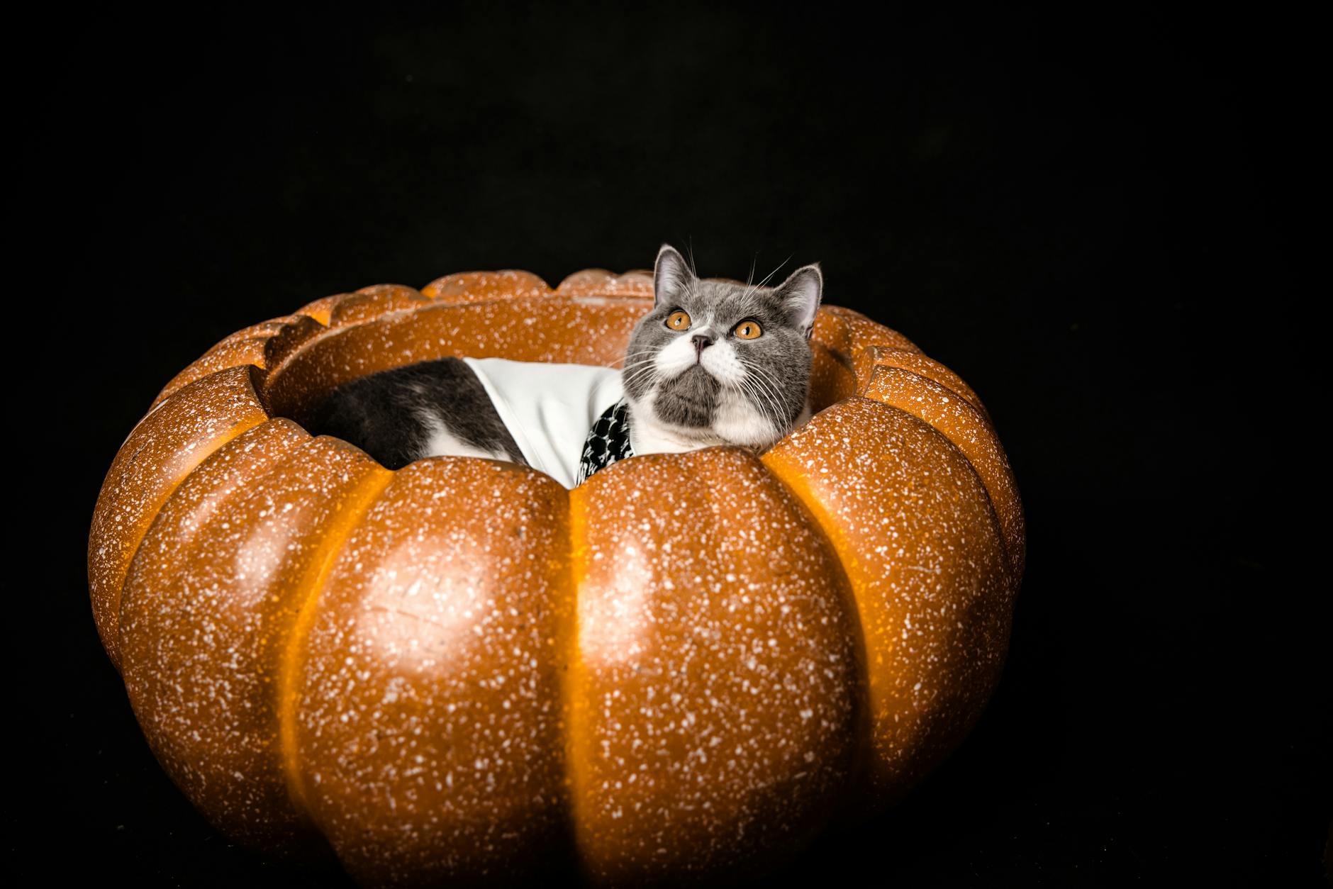 A cat poses in a pumpkin