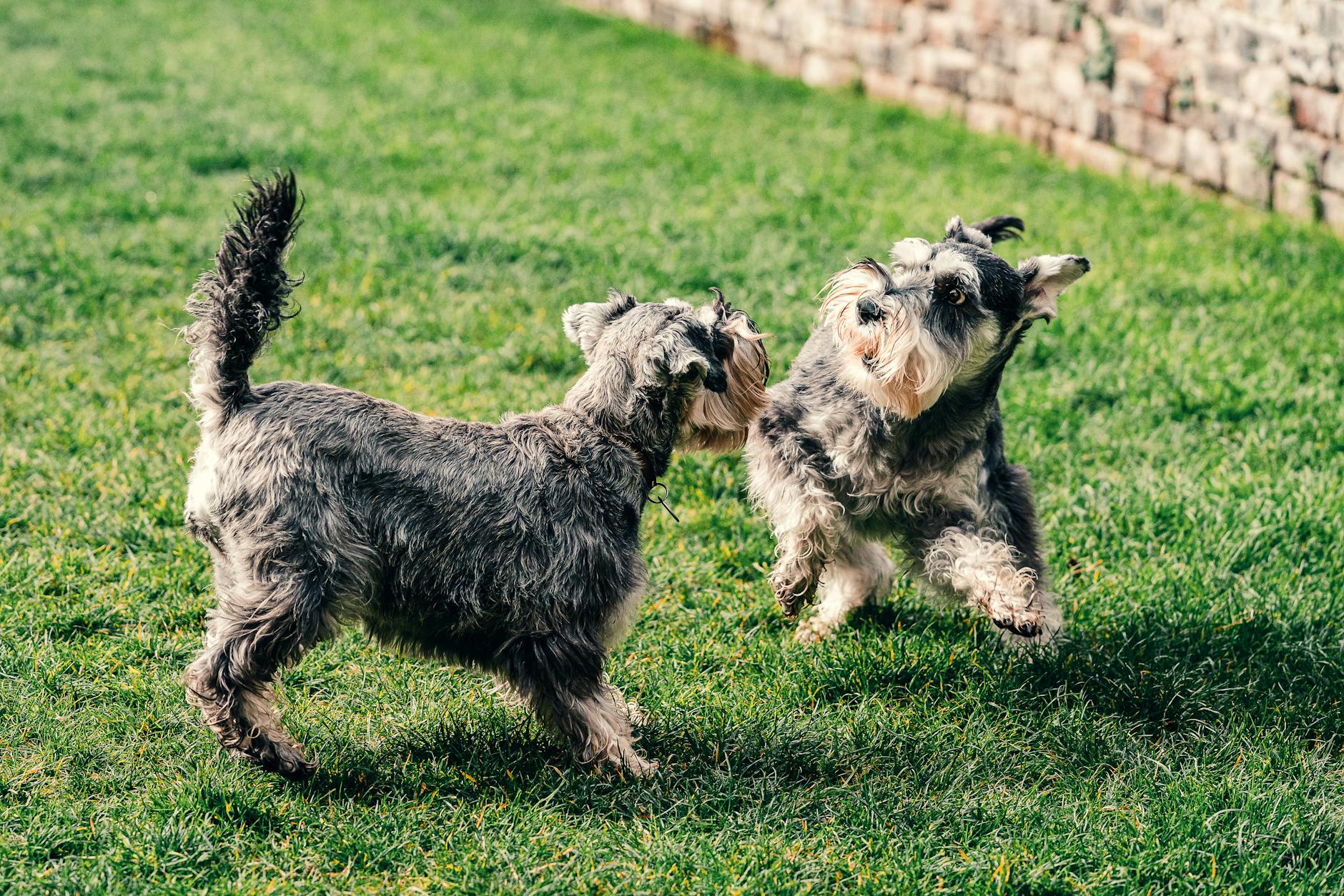 Two Schnauzers play together