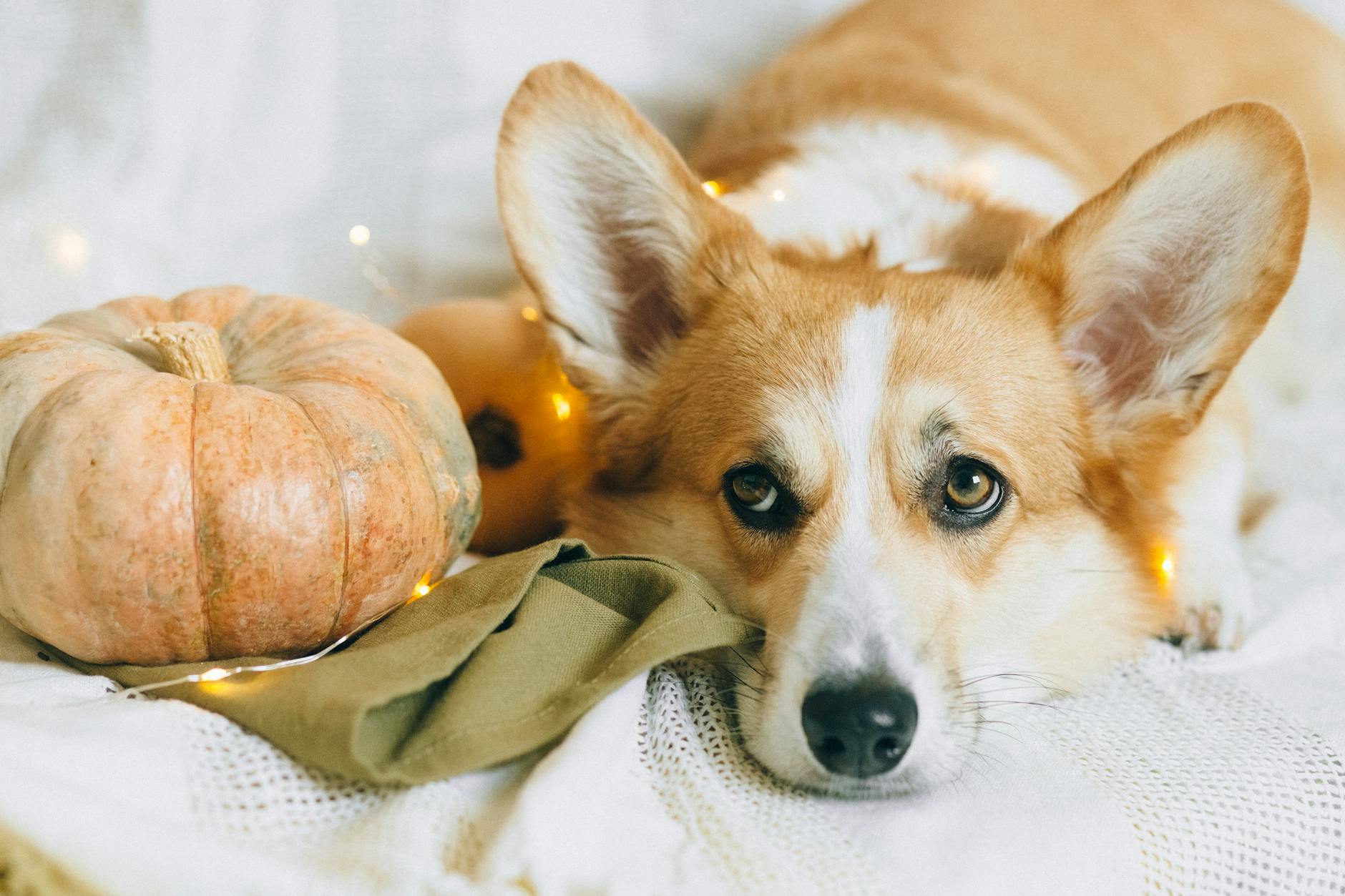 A Corgi with a pumpkin