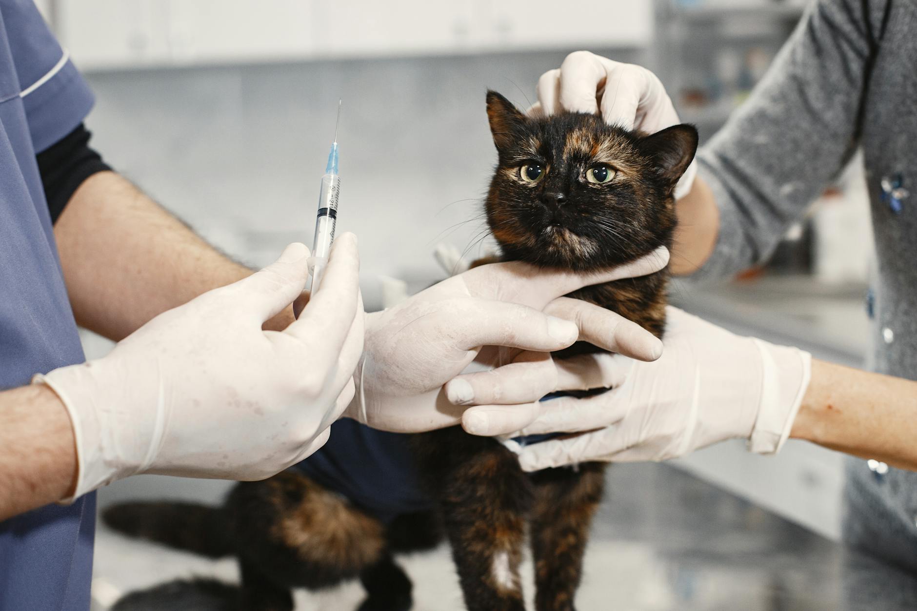 A cat getting vaccinated