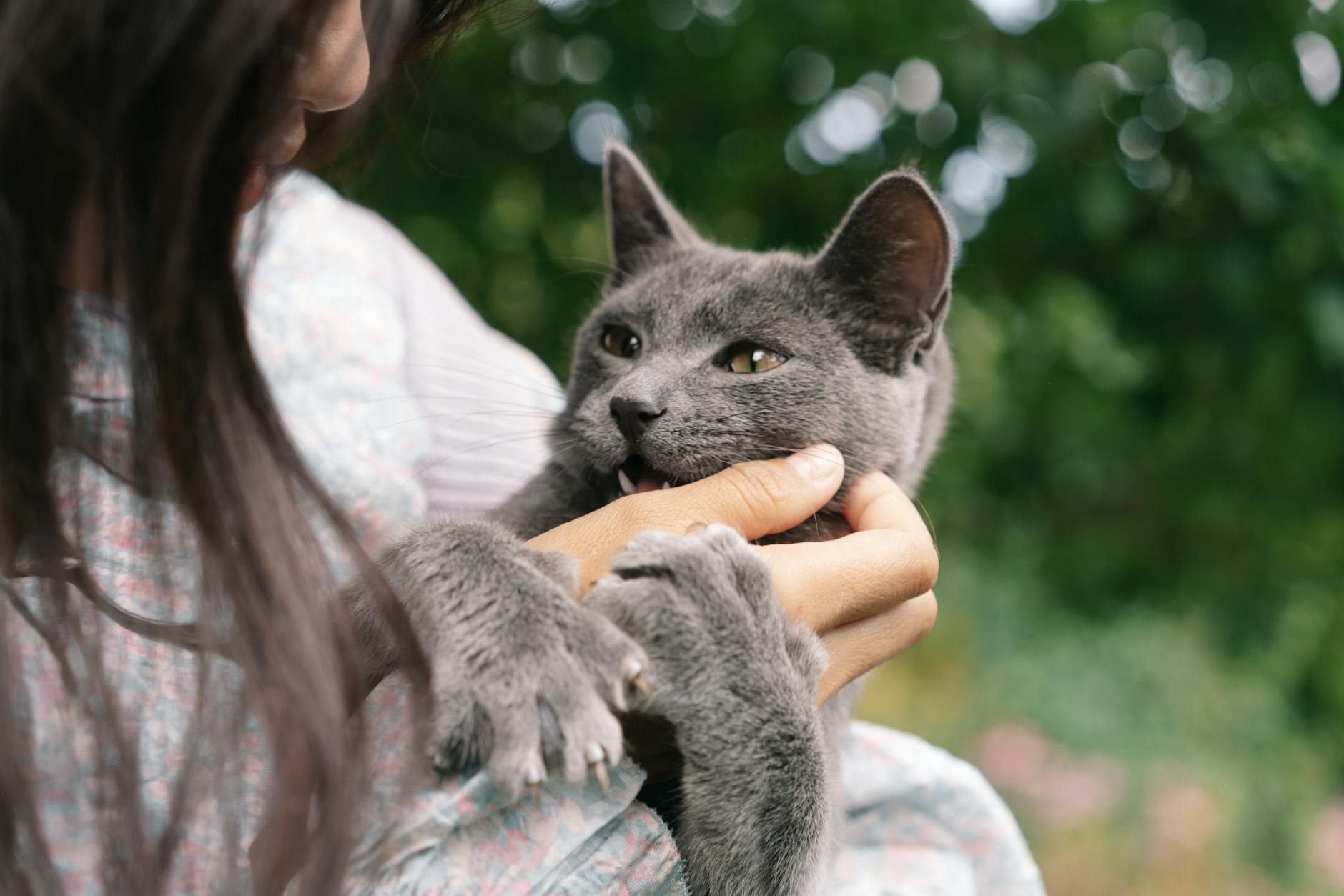A cat is cuddled by its human
