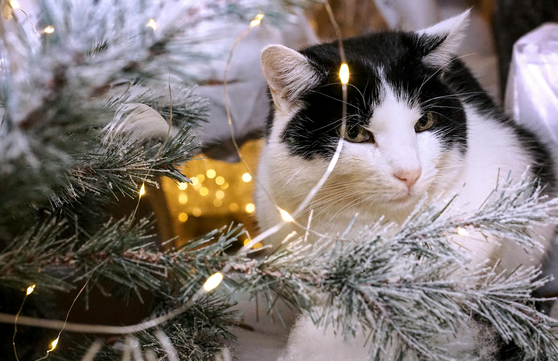 A cat sits with some Christmas decor