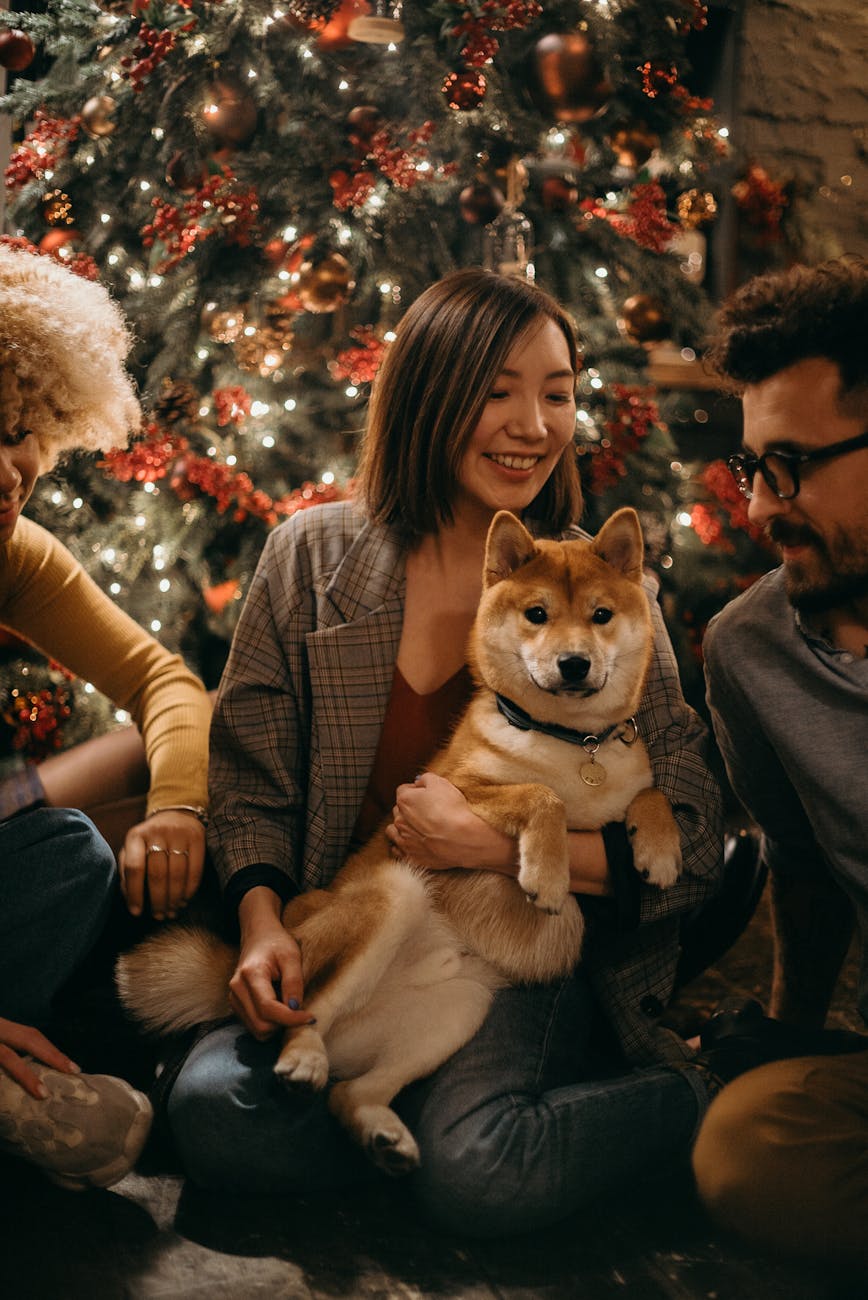 A Shiba Inu sits with its family in front of the Christmas Tree