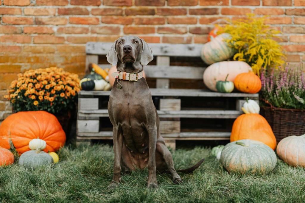 Fun Pet Events to Explore Nov 11th- Nov 25th in Metro&nbsp;Detroit