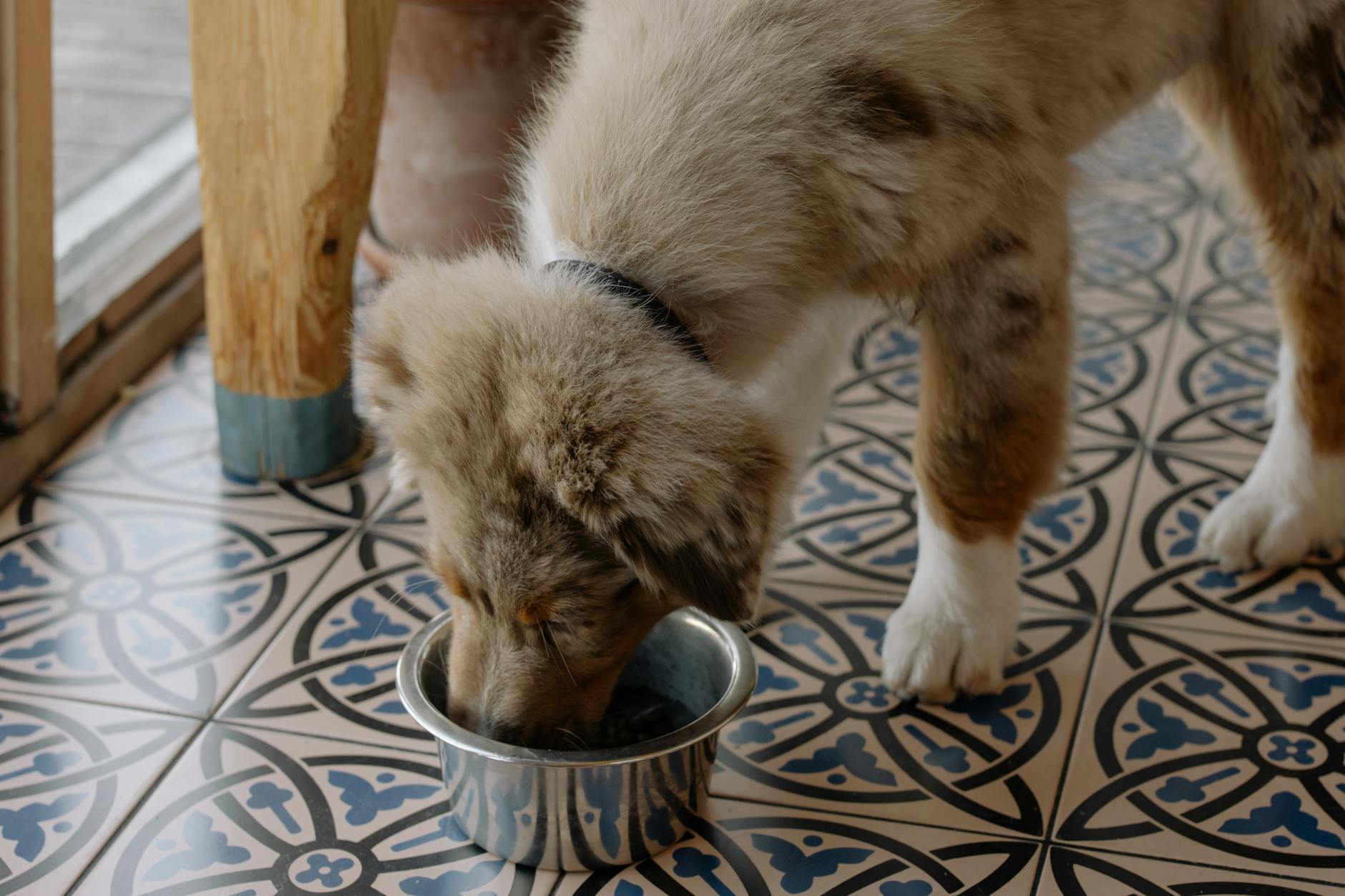 An Australian Shepherd puppy enjoys a meal.