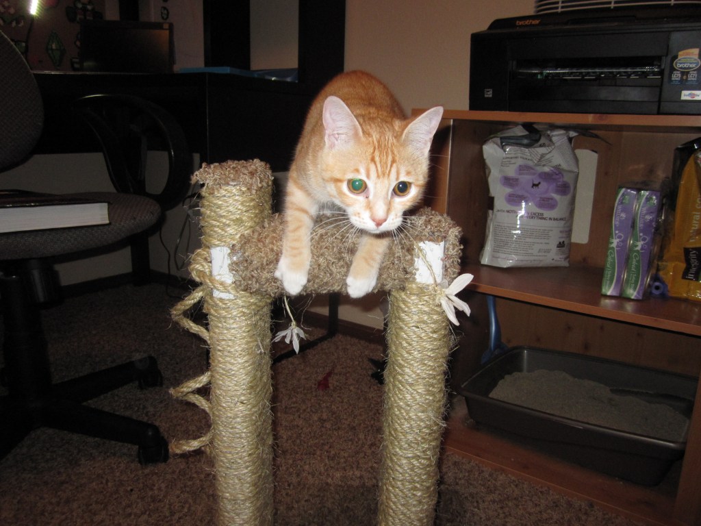 Chell, the author's cat, as a kitten, with her litter box and scratching post.