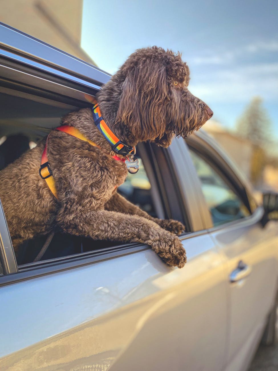 A poodle sticking their head out of a car window