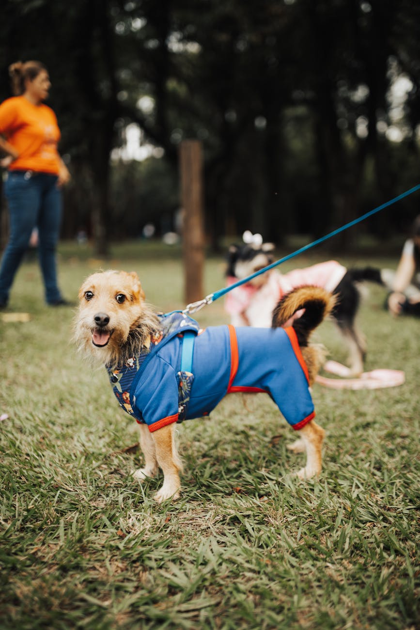 A terrier mix in a costume at an outdoor event