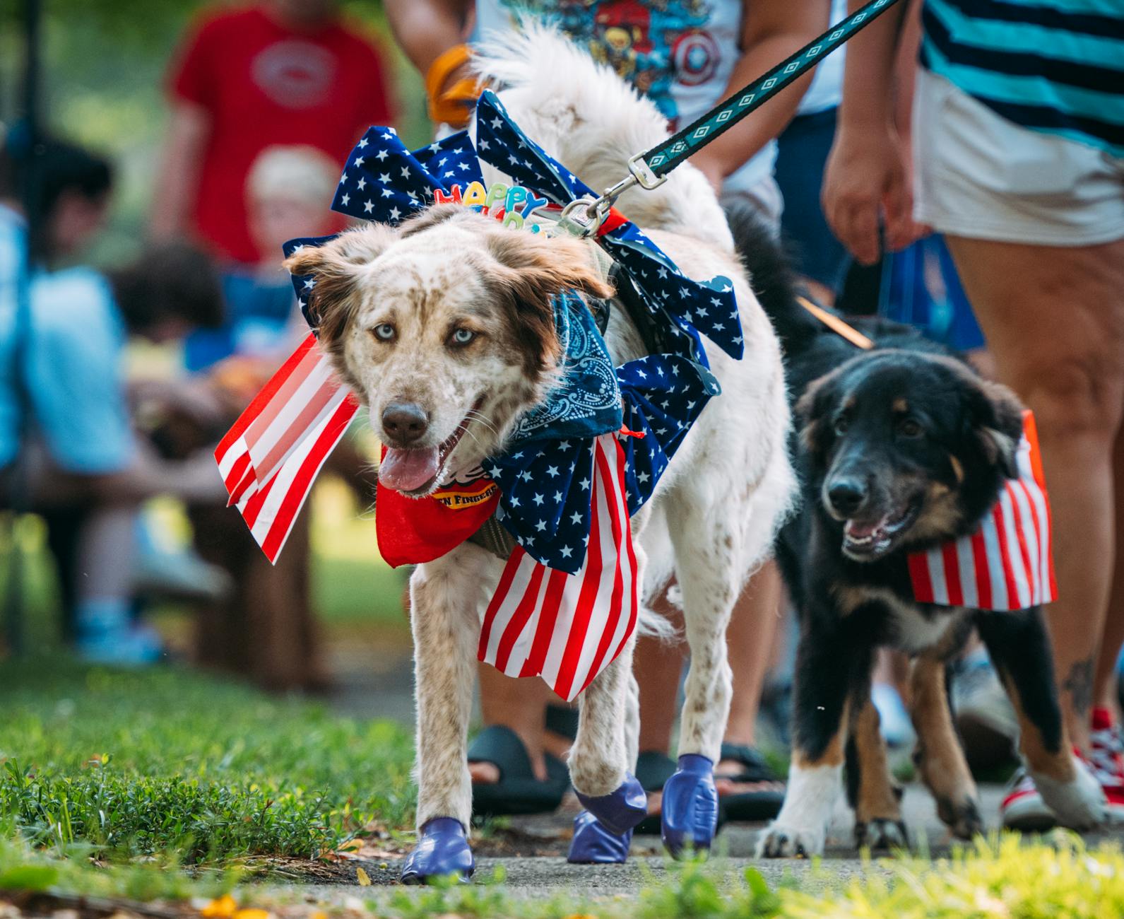 Two mixed-breed dogs decked out in Fourth-of-July gear