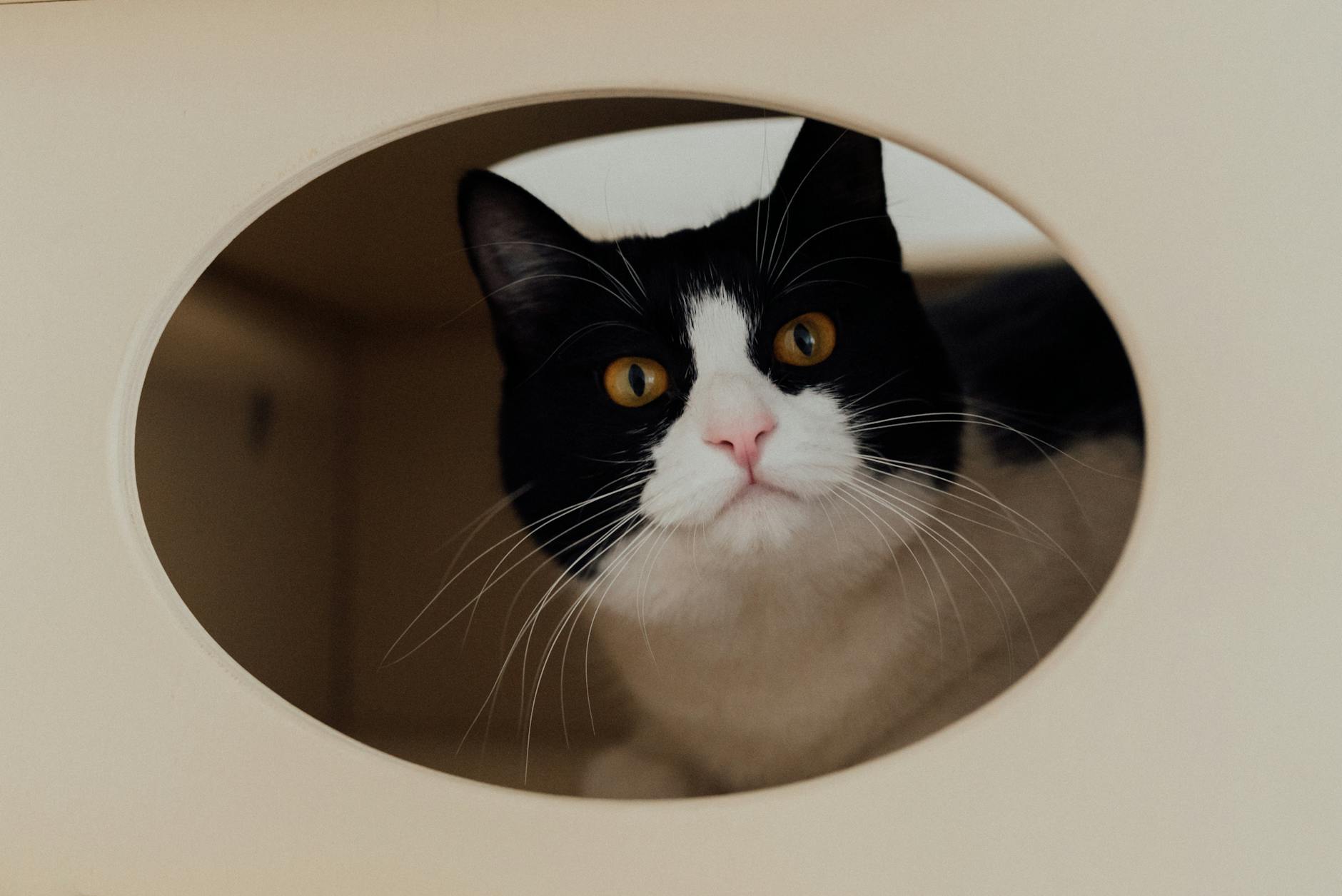 A cat hides in a box looking out.
