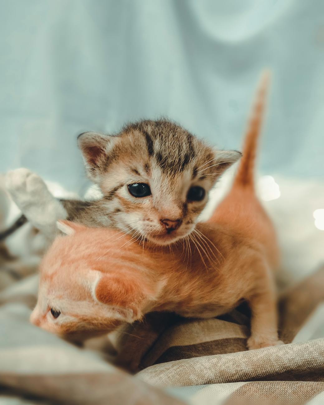Week-old kittens cuddling