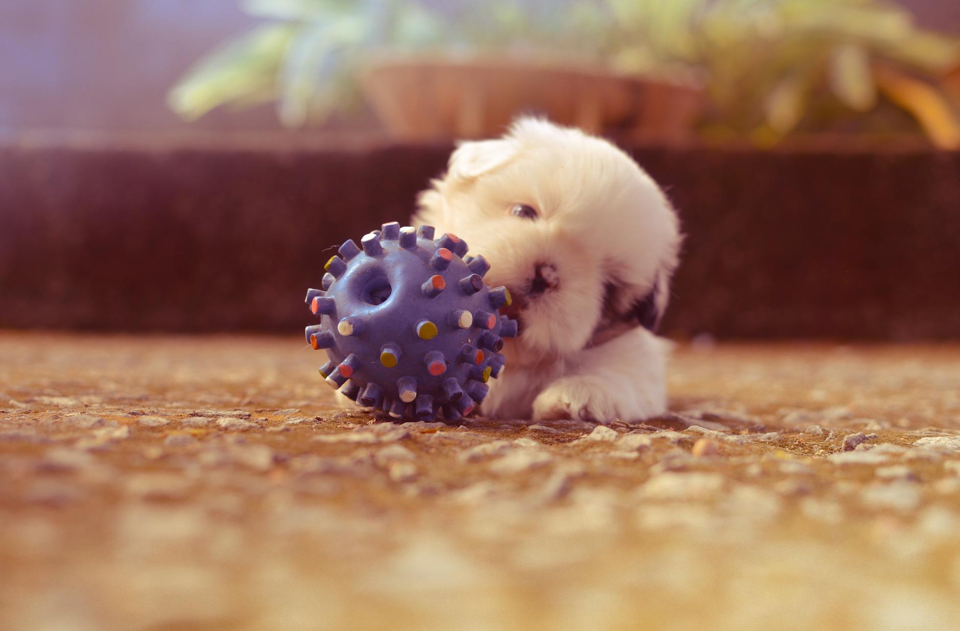 Puppy plays with a chew toy.