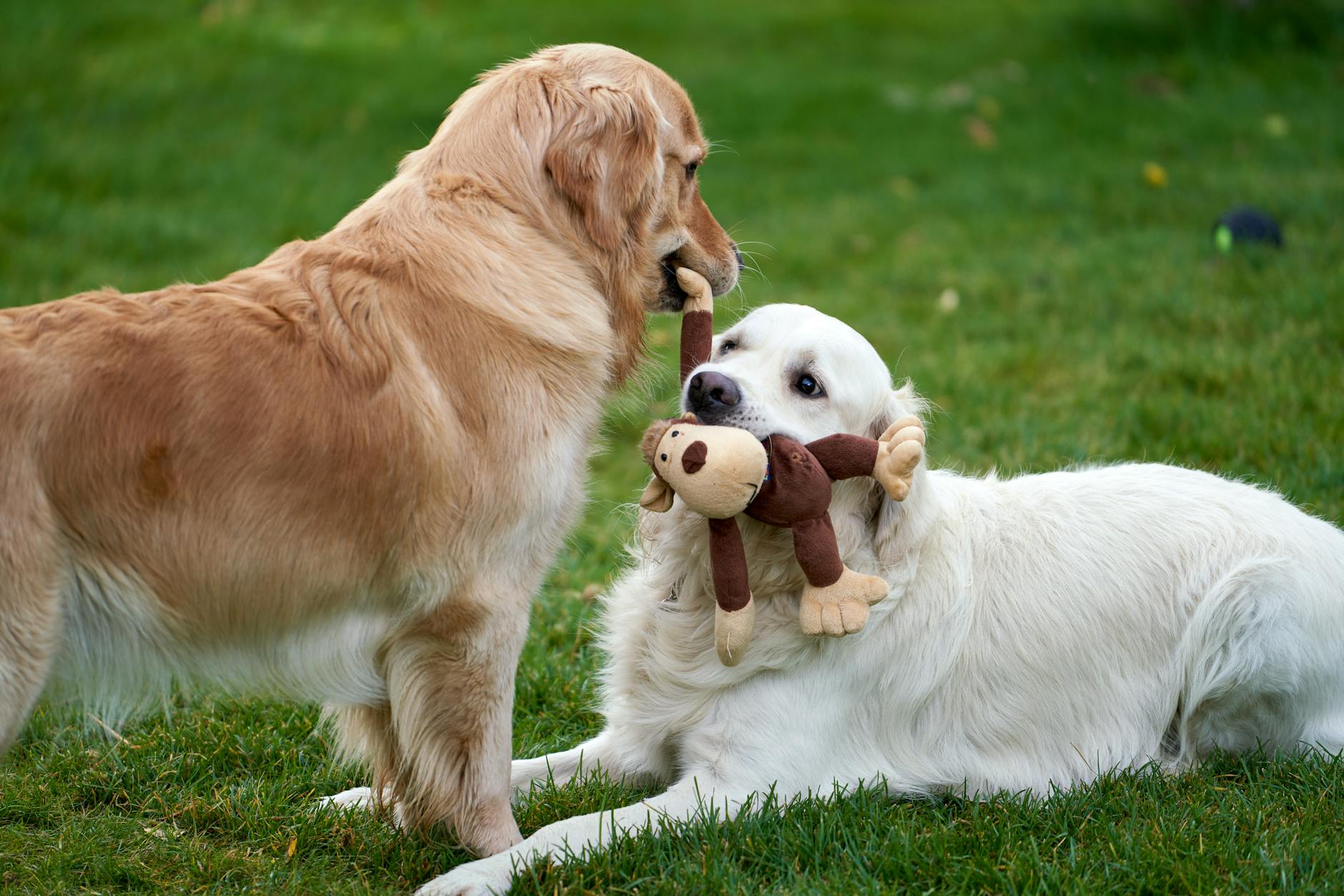 Two golden retrievers socializing with a toy.