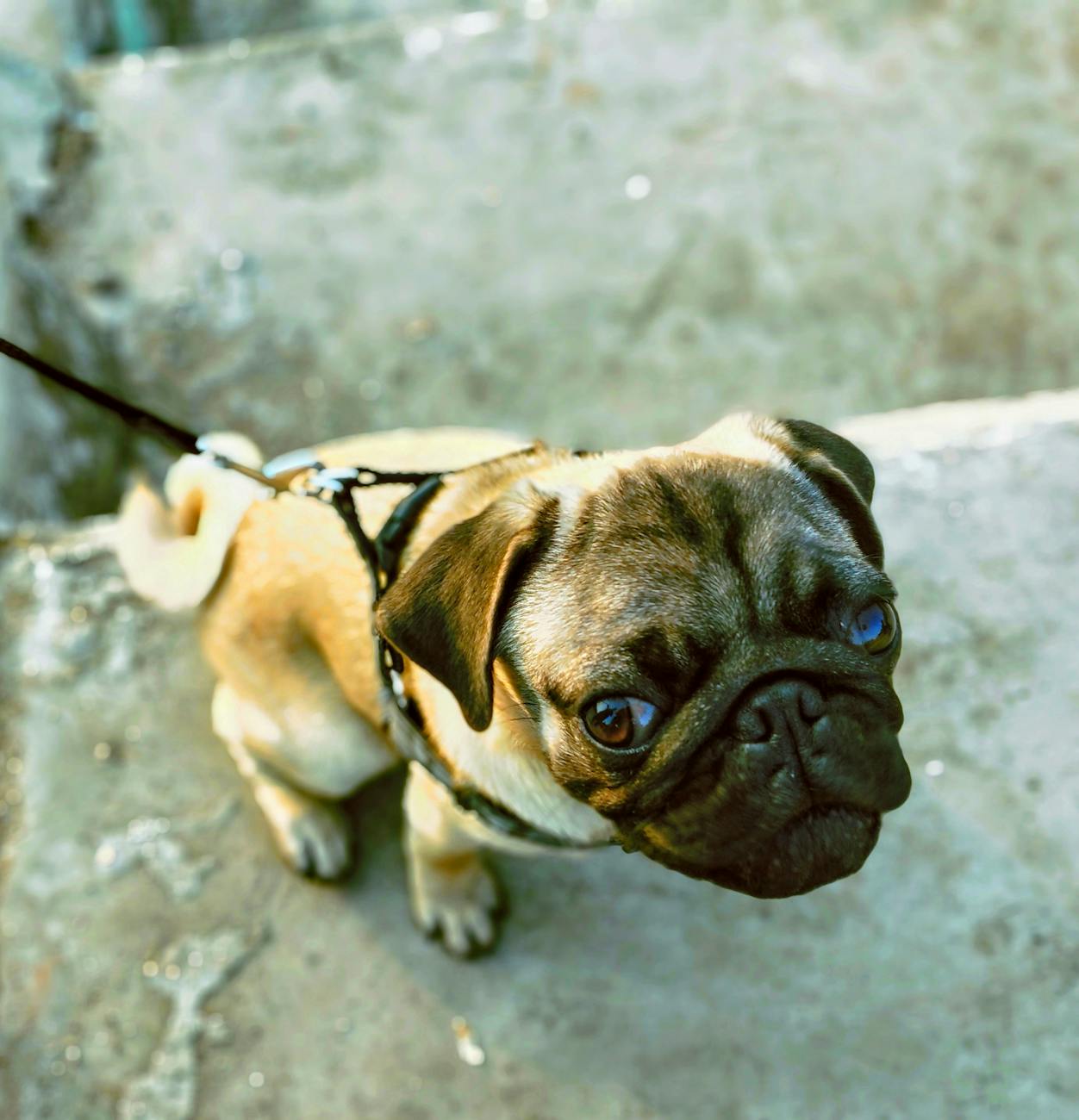 A pug sitting politely on a leash
