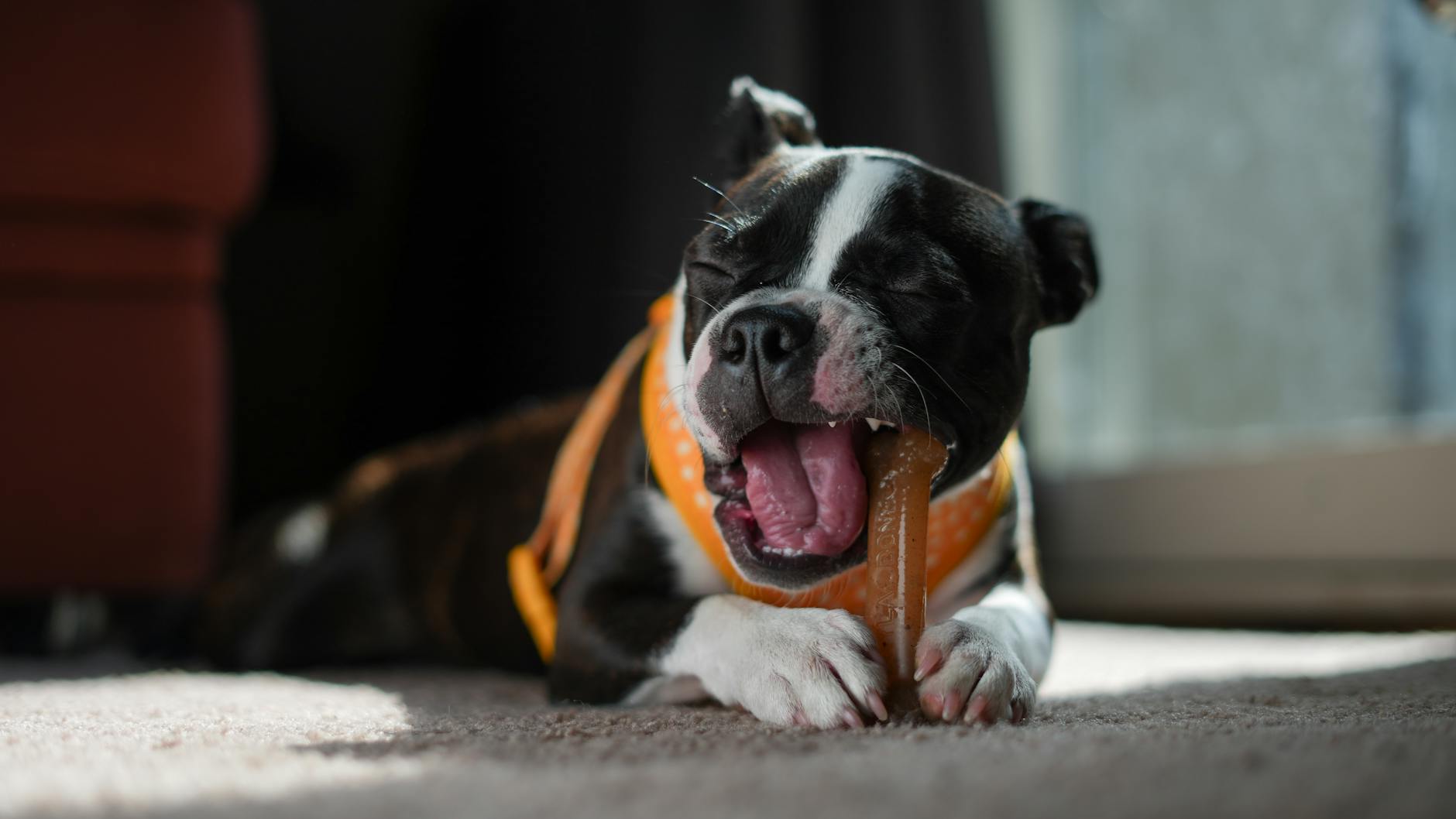 A Boston Terrier chewing on a Nylabone