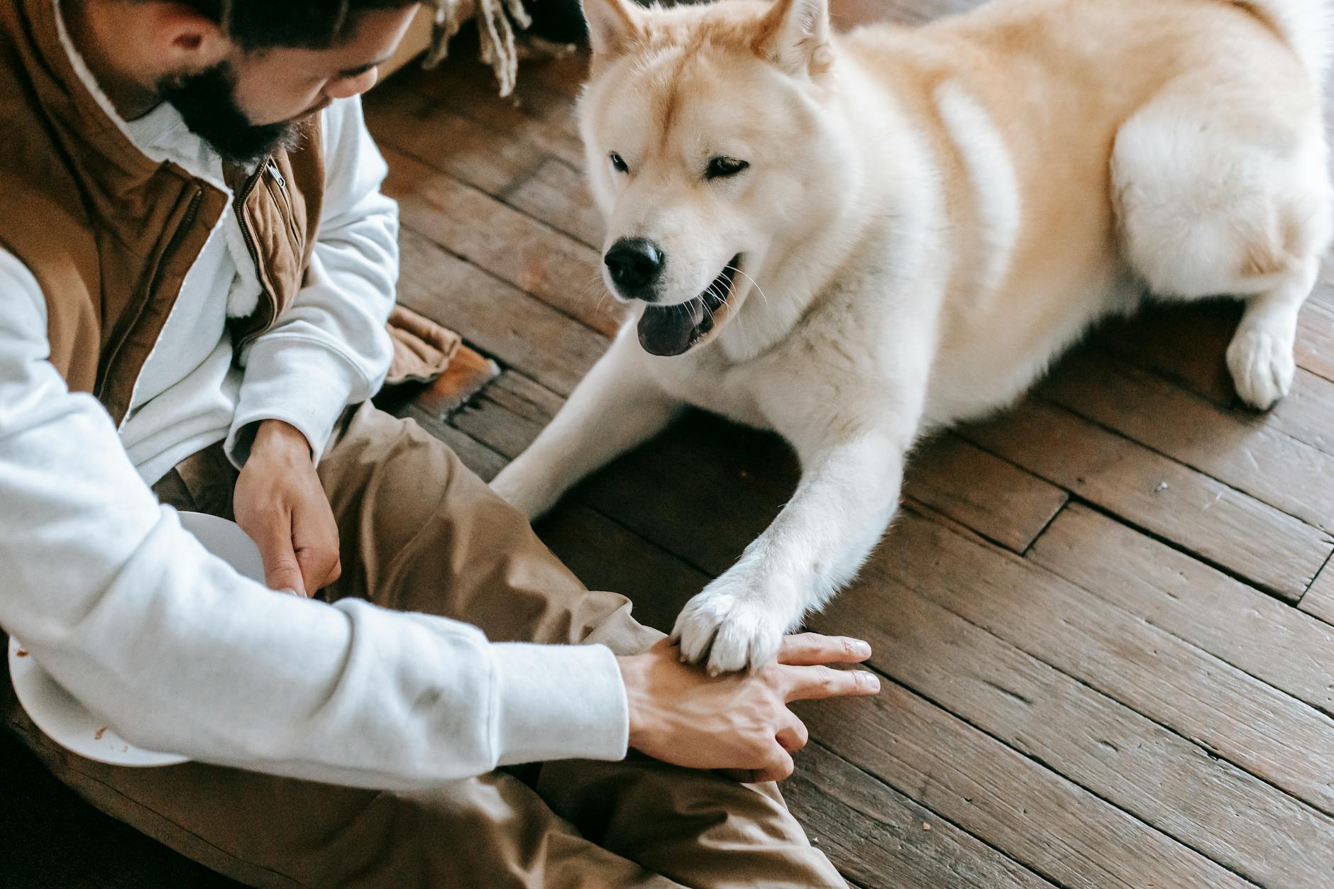 A man has his mixed-breed dog shake paws