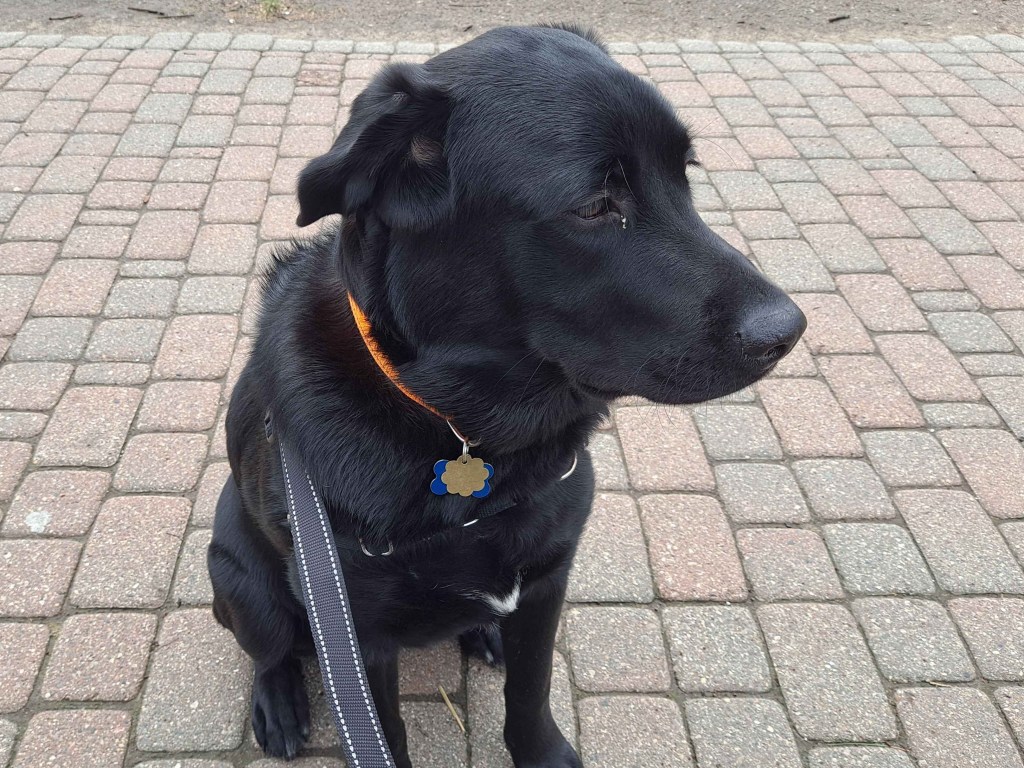 Angelo now topping nearly 70 pounds.