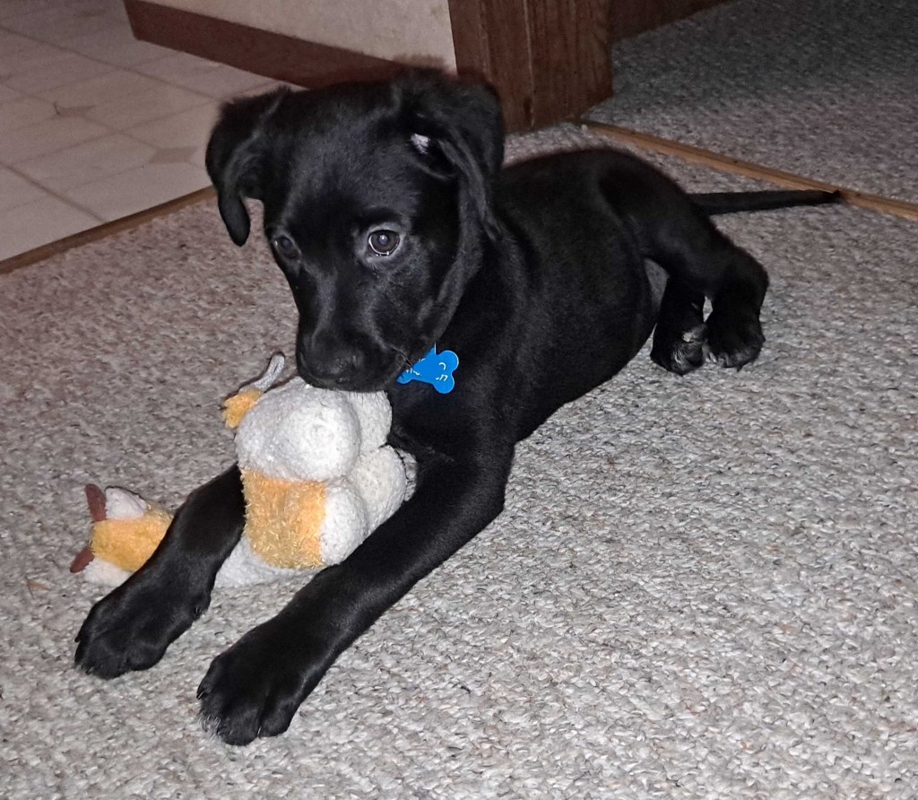 Angelo as a puppy.