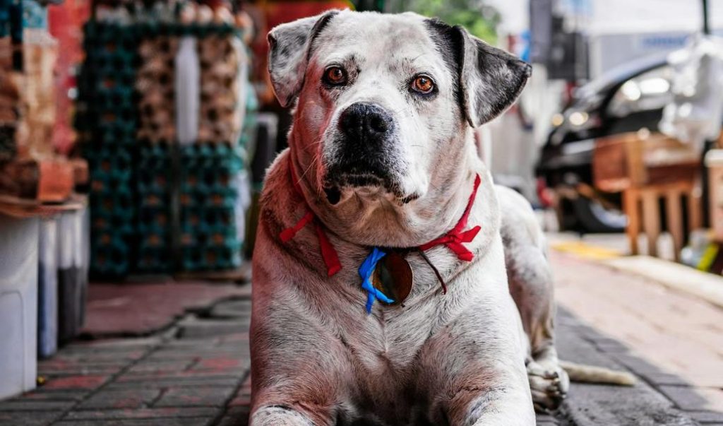 A long hiatus…and some new pet finds at the Plymouth Farmers&nbsp;Market